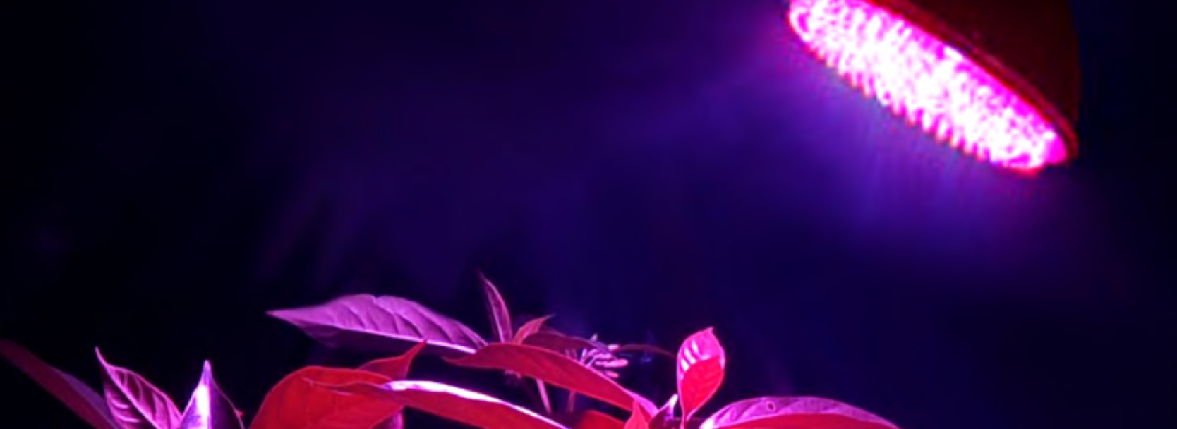 LED svjetiljka biljka